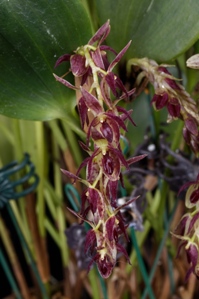 Pleurothallis pedunculata Jack Jack CBR/AOS 0 pts. Inflorescence